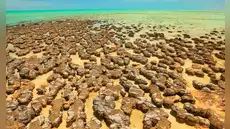 Unos antiguos fósiles vivientes que viven en un entorno marino podrían revelar cómo comenzó la vida compleja en la Tierra