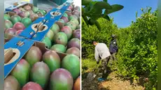 Cultivos en riesgo: Lluvias propiciadas por El Niño podrían afectar el 60% de la producción en Piura