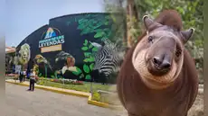 “Hasta siempre, Pancha”: Parque de las Leyendas despide a tapir rescatada que albergó durante 20 años