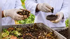 Científicos convierten residuos e insectos en fertilizante: sistema multiplica hasta 8,5 veces las cosechas y reduce químicos