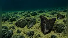 Robot baja 5.600 metros en el Pacífico y halla posibles dientes de megalodón que formaron rocas metálicas durante millones de años