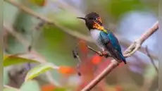 El ave más pequeña del mundo vive en la selva de América Latina: parece una abeja, mide solo 5 centímetros y pesa menos de 2 gramos