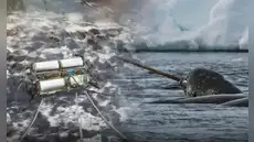 Científicos rastrearon con sensores a 6 “unicornios del mar” por 3 años: lo hallado bajo el hielo del Ártico enciende las alarmas