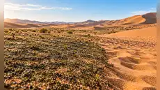 El “pegamento vivo” que China esparce sobre el desierto: microbios convierten dunas en suelo vivo y reducen más del 90% la erosión