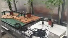 Las plantas “gritan” cuando están estresadas: científicos descubrieron los sonidos que emiten y son imperceptibles para los humanos Las plantas “gritan” cuando están estresadas: científicos descubrieron los sonidos que emiten y son imperceptibles para los humanos