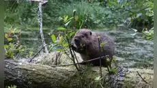 En 2025, Inglaterra liberó castores en un bosque y, en apenas un año, lograron cambiar el paisaje y transformarlo en un humedal rico en vida silvestre