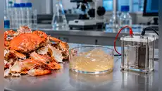 Científicos convierten cáscaras de cangrejos y camarones en gel para almacenar energía: una batería logró 99,7% de eficiencia
