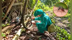 Fenómeno El Niño podría elevar el riesgo de dengue en Amazonas: Diresa advierte sobre nuevos criaderos