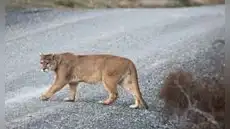 Un puma huérfano que no olvida su origen: regresó 3 veces al lugar exacto donde fue rescatado de cachorro en la carretera