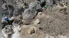 Un rastro de pisadas de hace 66,5 millones de años revela las primeras huellas de un T. rex adulto caminando