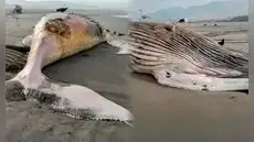 Enorme ballena jorobada de 14 metros muere tras quedar varada en playa de Arequipa: IMARPE analiza sus restos