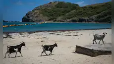 En 1870 introdujeron cabras en una isla de las Seychelles; 50 años después debieron erradicarlas para evitar un desastre ecológico