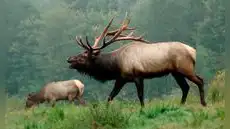 En 1997 liberaron 1.500 alces en antiguas minas de carbón de EE. UU. y casi 30 años después la manada ya supera los 13.000 ejemplares En 1997 liberaron 1.500 alces en antiguas minas de carbón de EE. UU. y casi 30 años después la manada ya supera los 13.000 ejemplares