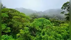 En 1940 este país de América Latina tenía bosques en el 75% de su territorio: ahora ha conseguido recuperarlos con sencilla formula