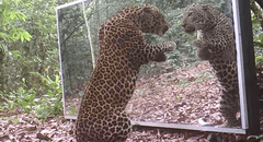 Facebook viral : leopardo se mira en espejo y no creerás lo que hizo al ver su reflejo [VIDEO]