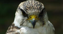 Halcón peregrino: la ciencia descubre que el animal más rápido del mundo inverna en el Perú