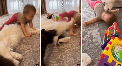 ¡Canino al rescate! Gatito empuja a un bebé y su perro mascota llega para consolarlo