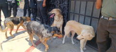 Rescataron a reciclador y sus 8 perritos de un incendio en Tacna