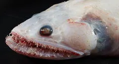 Descubren extraños animales marinos nunca vistos en lo profundo del océano Índico