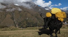 Yak del Himalaya y vaca común se aparean y tienen cría que luce así [VIDEO]