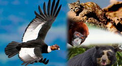 ¿Qué animales peruanos están extintos y en peligro de extinción en 2022?