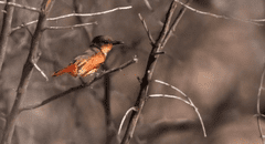 Eligen a Perú como el mejor destino del mundo para la observación de aves