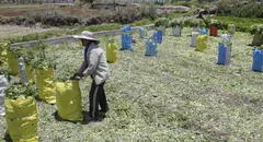 Bloqueos de vías impiden a agricultores sacar sus productos y venderlos