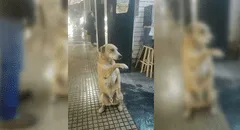Rescatan perro callejero que ‘daba la patita’ a peatones a cambio de comida [FOTOS]