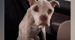 Hero, el perro desnutrido que vivió cuatro años encadenado a un árbol por sus dueños [VIDEO]  