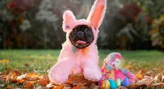 Perritos influencers: ¿cómo llegaron a Instagram y cuál es el secreto de su éxito?
