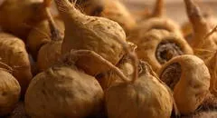 Maca: beneficios, propiedades y contraindicaciones