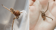 Encuentra a una araña sin patas en su casa y la cuida hasta que se recupera [VIDEO]