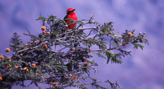 Conociendo nuestras aves