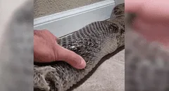 Chico coge el cuerpo de una enorme anaconda y la ayuda a mudar de piel [VIDEO]