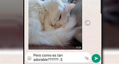 WhatsApp: ¿por qué las personas responden con un “:3” a los mensajes?  