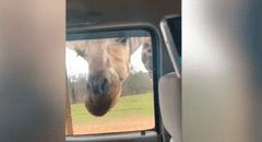 Animales hambrientos sorprenden a turistas en el interior de un auto para robarles comida [VIDEO]