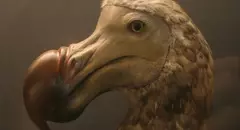 La extinción del pájaro dodo: descubre AQUÍ la triste historia de la desaparición de esta ave