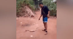 Letal cobra se traga botella de plástico y pobladores intentan ayudarla para salvar su vida [VIDEO]