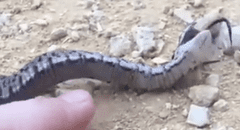 Serpiente finge morir de forma exagerada para que no la capturen [VIDEO]