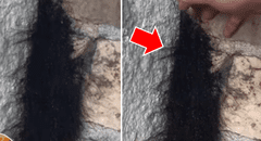 Hombre coge enigmática 'bola de pelos’, sin sospechar lo que realmente era [VIDEO]