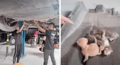 Escuchan extraños ruidos dentro de un auto, lo desarman y encuentran a unos gatitos bebés [VIDEO] 