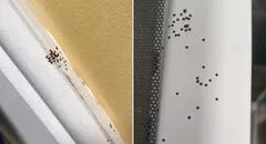 Mujer pregunta sobre puntos negros en paredes de su casa y recibe curiosa respuesta [FOTOS]