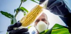 Congreso amplía moratoria a producción de transgénicos hasta el 2035