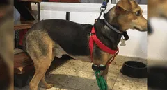 Joven de 19 años regala prótesis y sillas de ruedas que fabrica a perros amputados [FOTOS y VIDEO]