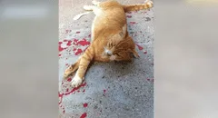 Creyó que gato estaba herido, se acerca para auxiliarlo y revela toda la verdad [FOTOS]