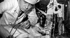 Los macabros experimentos de Robert Cornish, el científico que revivió perros y quiso probarlo en humanos