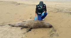Lambayeque: 7 lobos marinos murieron en las últimas semanas  en playa de Puerto Eten