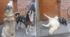 Perros protagonizan ‘dramática’ escena al ver que su dueño se fue de casa