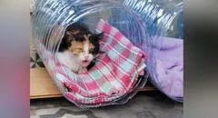 Joven recicla bidones de agua para construir casas a gatitos callejeros