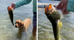 Perro juega a buscar su pelota en un lago, pero un pez le gana al atraparlo primero 